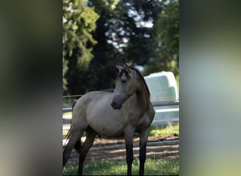 PRE, Hengst, 1 Jahr, Buckskin