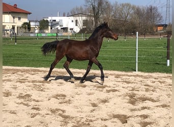 PRE, Hengst, 1 Jahr, Dunkelbrauner