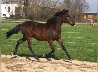 PRE, Hengst, 1 Jahr, Dunkelbrauner