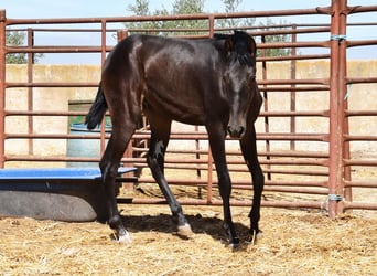 PRE, Hengst, 1 Jahr, Dunkelbrauner