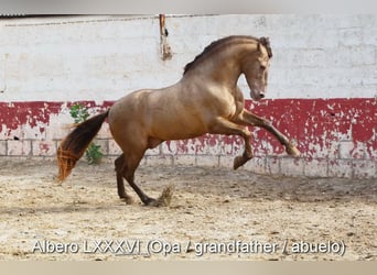 PRE, Hengst, 1 Jahr, Dunkelbrauner