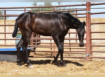 PRE, Hengst, 1 Jahr, Dunkelbrauner