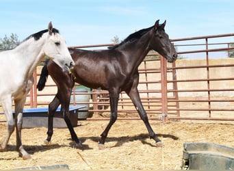 PRE, Hengst, 1 Jahr, Dunkelbrauner