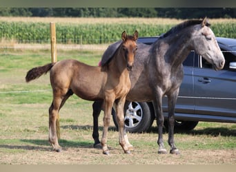 PRE, Hengst, 1 Jahr, Dunkelbrauner