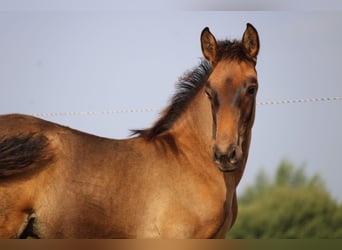 PRE, Hengst, 1 Jahr, Dunkelbrauner