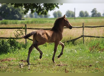 PRE, Hengst, 1 Jahr, Dunkelbrauner