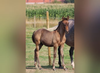 PRE, Hengst, 1 Jahr, Dunkelbrauner