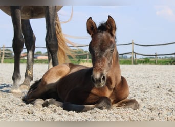 PRE, Hengst, 1 Jahr, Dunkelbrauner