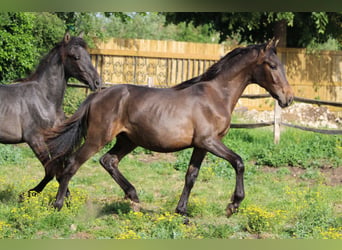 PRE Mix, Hengst, 1 Jahr, Dunkelbrauner