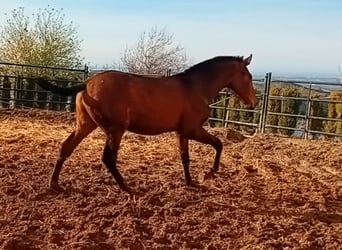 PRE, Hengst, 1 Jahr, Dunkelbrauner