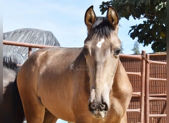 PRE, Hengst, 1 Jahr, Falbe