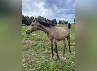 PRE, Hengst, 1 Jahr, Falbe