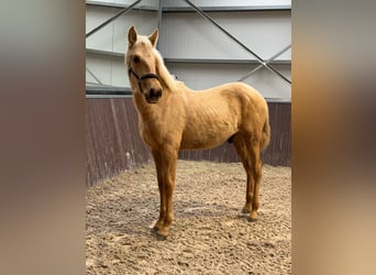 PRE, Hengst, 1 Jahr, Palomino