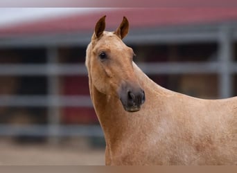 PRE, Hengst, 1 Jahr, Palomino