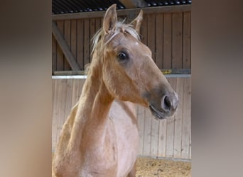 PRE, Hengst, 1 Jahr, Palomino