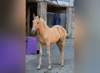 PRE, Hengst, 1 Jahr, Palomino