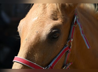 PRE, Hengst, 1 Jahr, Palomino