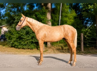 PRE, Hengst, 1 Jahr, Palomino