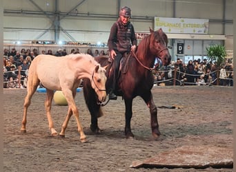 PRE, Hengst, 1 Jahr, Palomino