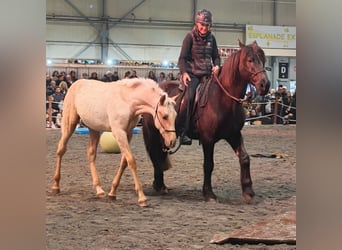 PRE, Hengst, 1 Jahr, Palomino