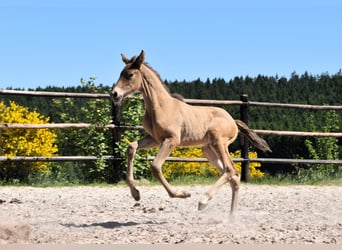 PRE, Hengst, 1 Jahr, Pearl