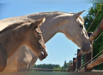 PRE, Hengst, 1 Jahr, Pearl