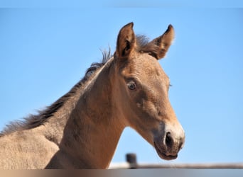 PRE, Hengst, 1 Jahr, Pearl