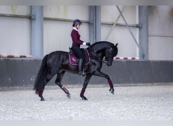 PRE, Hengst, 1 Jahr, Rappe