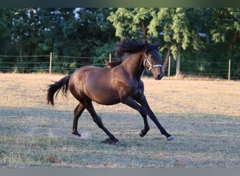 PRE, Hengst, 1 Jahr, Rappe