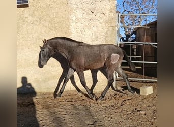 PRE Mix, Hengst, 1 Jahr, Schimmel