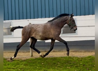 PRE, Hengst, 1 Jahr, Schimmel