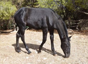 PRE, Hengst, 1 Jahr, Schimmel