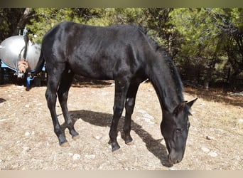 PRE, Hengst, 1 Jahr, Schimmel