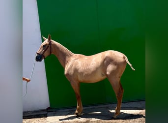 PRE, Hengst, 1 Jahr, Schimmel