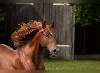 PRE, Hengst, 23 Jaar, 156 cm, Vos