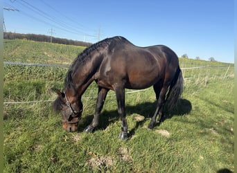 PRE Mix, Hengst, 24 Jaar, 165 cm, Bruin