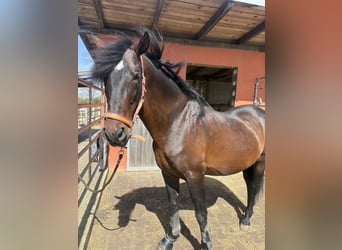 PRE Mix, Hengst, 24 Jahre, 165 cm, Brauner