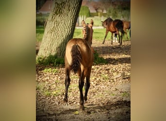 PRE, Hengst, 2 Jaar, 138 cm, Buckskin