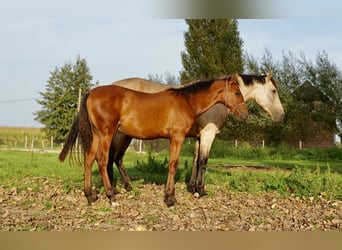 PRE, Hengst, 2 Jaar, 140 cm, Donkere-vos