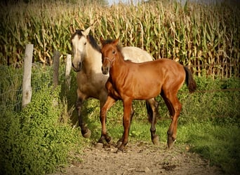 PRE, Hengst, 2 Jaar, 140 cm, Donkere-vos