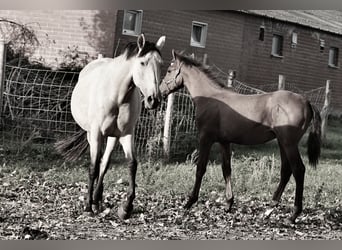 PRE, Hengst, 2 Jaar, 140 cm, Donkere-vos