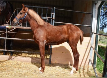 PRE, Hengst, 2 Jaar, 144 cm, Vos