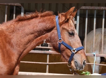 PRE, Hengst, 2 Jaar, 144 cm, Vos