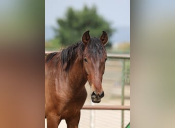 PRE Mix, Hengst, 2 Jaar, 150 cm, Bruin