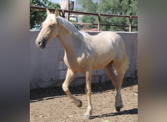 PRE, Hengst, 2 Jaar, 152 cm, Palomino