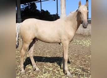 PRE, Hengst, 2 Jaar, 152 cm, Palomino