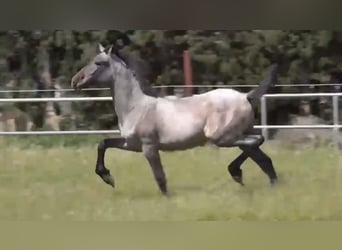 PRE, Hengst, 2 Jaar, 152 cm, Schimmel