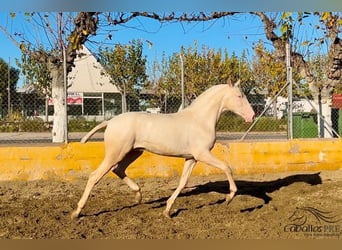 PRE, Hengst, 2 Jaar, 153 cm, Cremello