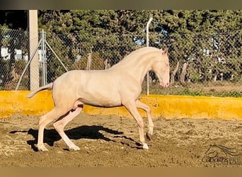 PRE, Hengst, 2 Jaar, 153 cm, Cremello