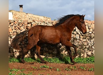 PRE Mix, Hengst, 2 Jaar, 154 cm, Bruin